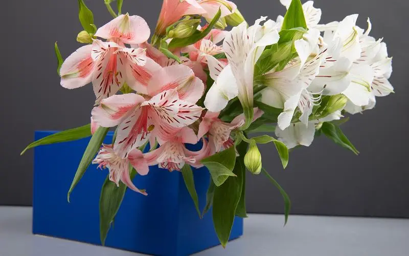 The Meaning Behind Popular Shop Opening Flowers and Their Symbolism